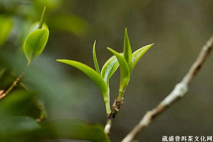 細(xì)品「倚邦貢茶」之帝王氣息！