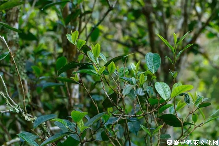 茶訊‖云南趕超貴州，2019年茶園面