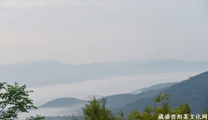 《云南茶界名人錄》︱張明春：茶葉、藝術(shù)、文化，三者并行齊力助推云茶發(fā)展